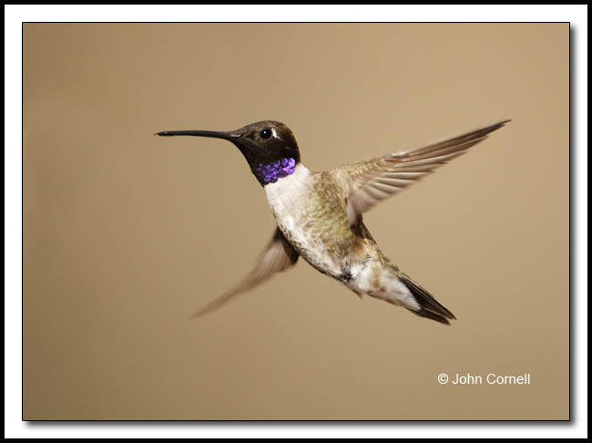 Black-chinned Hummingbird (Archilochus alexandri) this Male can be identified by the throat color._Copyright John Cornell