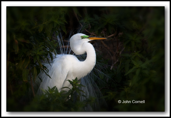 Bird in the Bush (Great Egret (Ardea alba)_Copyright John Cornell