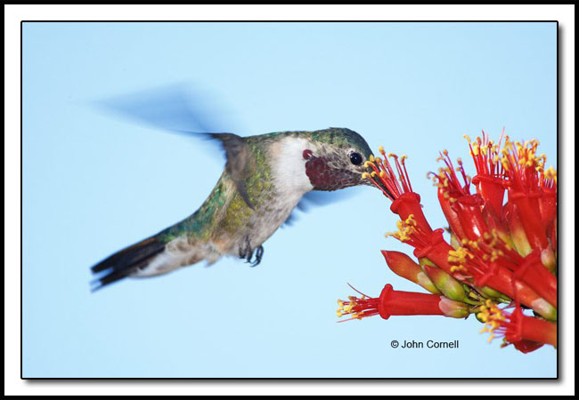 Broad-tailed Hummingbird (Selasphorus platycercus) on Ocotillo plant (Fouquieria splendens)_Copyright John Cornell