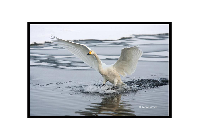 Whooper Swan (Olor cygnus) landing on Lake Husharoko, Hokkaido, Japan. The lake is part of an old volcaniic crater and there is enough heat on one edge to keep the water from freezing._Copyright John Cornell