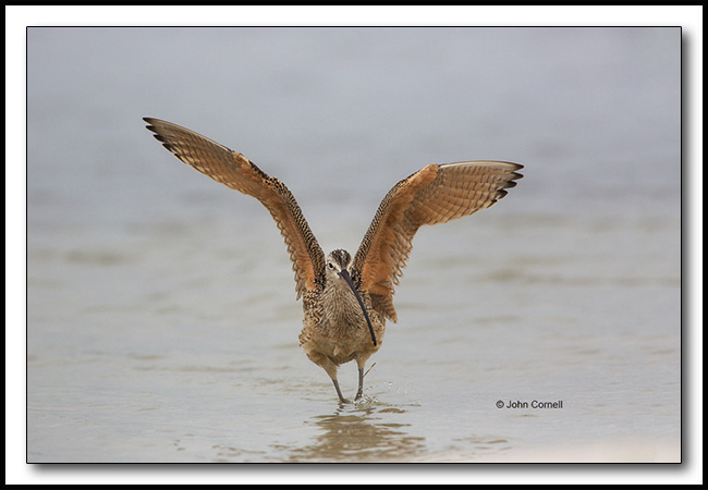 Long-billed Curlew (Numenius americanus) wing stretch_Copyright John Cornell