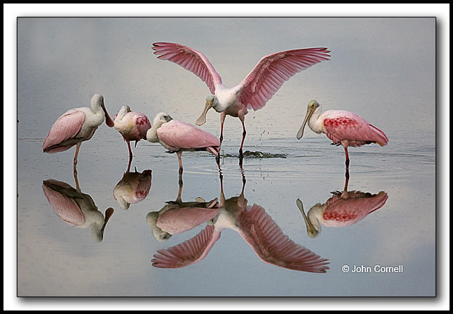 Roseate Spoonbill (Ajaia ajaja) Landing in a flock of foraging birds._Copyright John Cornell