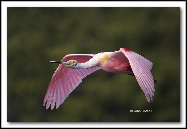 Roseate Spoonbill (Ajaia ajaja) in breeding plumage._Copyright John Cornell