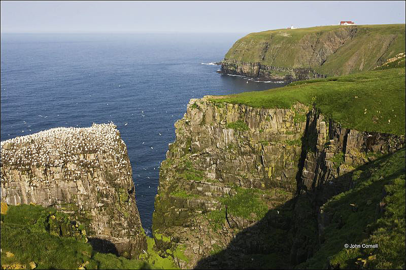 Newfoundland;Scenic;Cape Saint Marys;Cape Saint Mary's;Breeding Colony;Breeding Behavior;Water;Sky