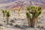 Death-Valley-National-Park;Desert;Erosion;Jushua-Tree;Sand;Yucca-brevifolia