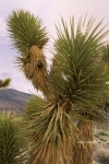 Death-Valley-National-Park;Desert;Erosion;Jushua-Tree;Sand;Yucca-brevifolia