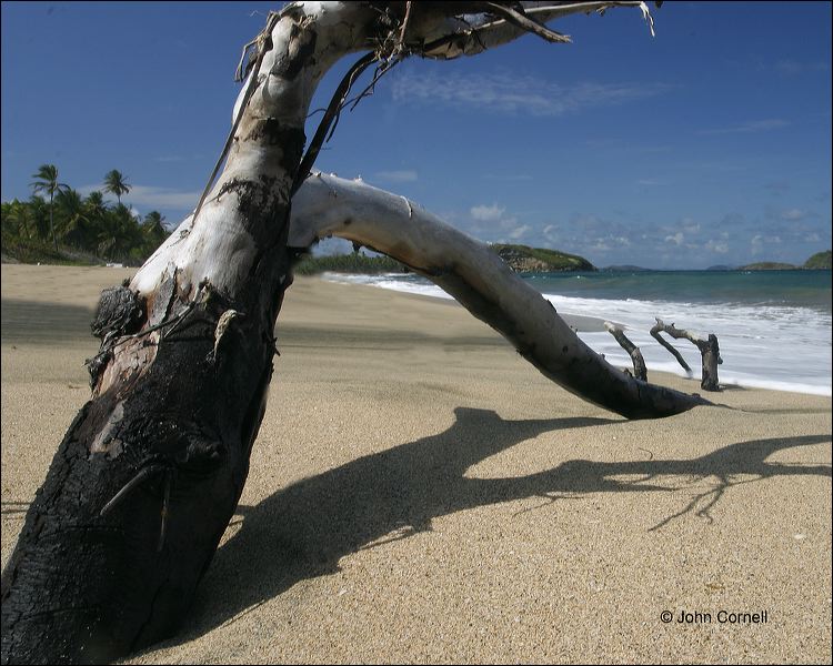 Water;Beach;Driftwood;Waves;Tropical;Surf;Blue Sky;Scenic
