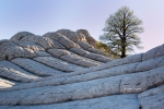 Blue-Sky;Paria-Plateau;Sandstone;Tree;Utah;Vermillion-Cliffs;White-Pocket