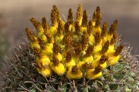 Arizona;Arizona-Desert-Museum;Barrel-Cactus;Bloom;Cactus;Ferocactus-wislizeni;Fi