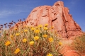 Monument-Valley;Navajo-Indian-Reservation;Cly-Butte;Flowers;Red-Rocks;Blue-Sky;D