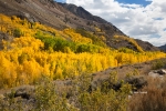 Bishop-Creek-Canyon;California;Eastern-Sierra;Fall-Foliage