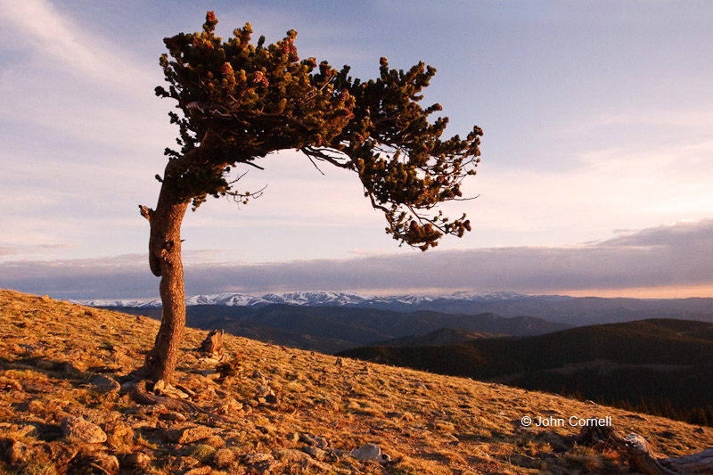 Bristle Cone Pine;Mountain;Rocky Mountain;Scenic;Tree;Colorado