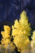 Aspen;Colorado;Fall-Foliage;Foliage;Mountains;Scenic;Yankee-Boy-basin