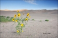 Sand-Dunes;Sand;Scenic;Prairie-Sunflower;Helianthus-petiolaris;Sunflower;Great-S