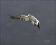 Flight;Gannet;Northern-Gannet;Morus-bassanus;flying-bird;one-animal;close-up;col
