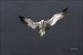Flight;Gannet;Northern-Gannet;Morus-bassanus;flying-bird;one-animal;close-up;col