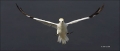 Flight;Gannet;Northern-Gannet;Morus-bassanus;Panoramic;flying-bird;one-animal;cl