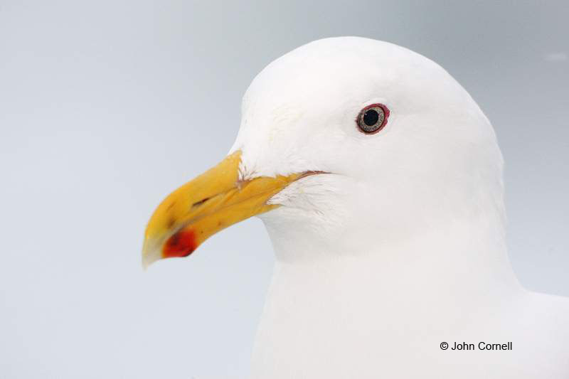 Glaucous-winged Gull;Gull;Larus glaucescens;Japan;One;one animal;avifauna;bird;birds;feather;feathered;outdoors;outside;untamed;wild;color;color photograph;daytime;close up;color image;photography;animals in the wild;feathers;wilderness;perch;perching;watching;watchful;Bird Portrait;behavior;look;looking;surveying;vantage point;Sea of Okhotsk;Pack Ice