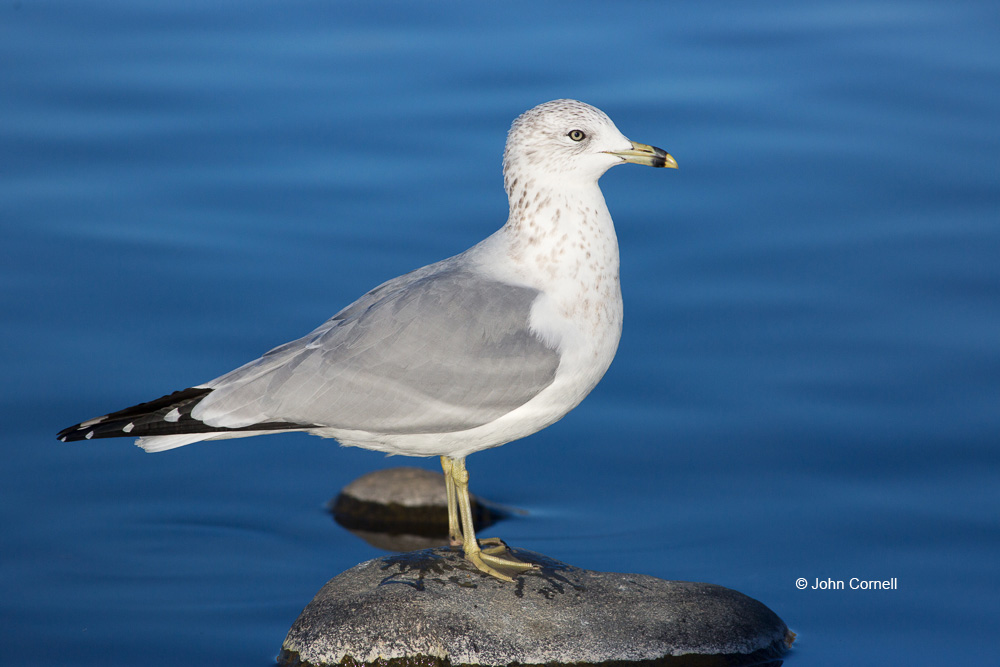 Animals in the Wild;Gull;Larus delawarensis;Photography;Ring-billed Gull;bird;closeup;color image;day;outdoors;wildlife