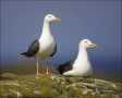 Lesser-Black-backed-Gull;Larus-fuscus;portrait;one-animal;close-up;color-image;p