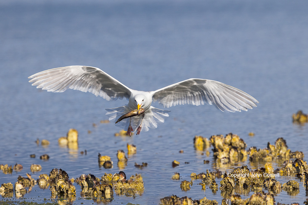 Flying Bird;Landing;Larus occidentalis;Photography;Prey;Western Gulll;action;active;aloft;behavior;birds;color image;flight;fly;flying;foraging;hunting;in flight;motion;movement;one animal;soar;soaring;wing;winged;wings