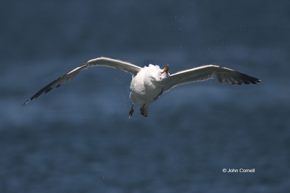 Flying Bird;Larus occidentalis;One;Photography;Western Gull;action;active;aloft;avifauna;behavior;bird;birds;color image;color photograph;feather;feathered;feathers;flight;fly;flying;in flight;motion;movement;natural;nature;one animal;outdoor;outdoors;soar;soaring;wild;wilderness;wildlife;wing;winged;wings