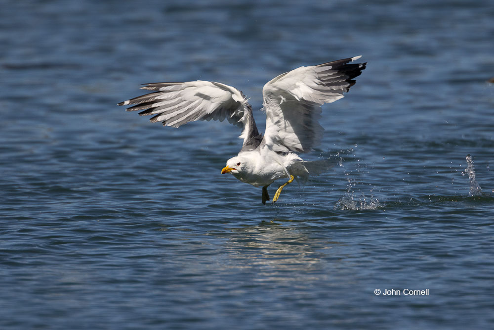 Flying Bird;Larus occidentalis;One;Photography;Western Gull;action;active;aloft;avifauna;behavior;bird;birds;color image;color photograph;feather;feathered;feathers;flight;fly;flying;in flight;motion;movement;natural;nature;one animal;outdoor;outdoors;soar;soaring;wild;wilderness;wildlife;wing;winged;wings