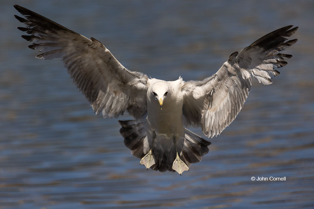 Flying Bird;Larus occidentalis;One;Photography;Western Gull;action;active;aloft;avifauna;behavior;bird;birds;color image;color photograph;feather;feathered;feathers;flight;fly;flying;in flight;motion;movement;natural;nature;one animal;outdoor;outdoors;soar;soaring;wild;wilderness;wildlife;wing;winged;wings