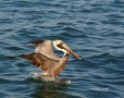 Pelecanus-occidentalis;Brown-Pelican;Pelican;Flying-bird;action;aloft;behavior;f