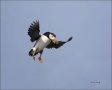 Atlantic-Puffin;Flight;Puffin;Fratercula-arctica;flying-bird;one-animal;close-up