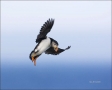 Atlantic-Puffin;Flight;Puffin;Fratercula-arctica;flying-bird;one-animal;close-up