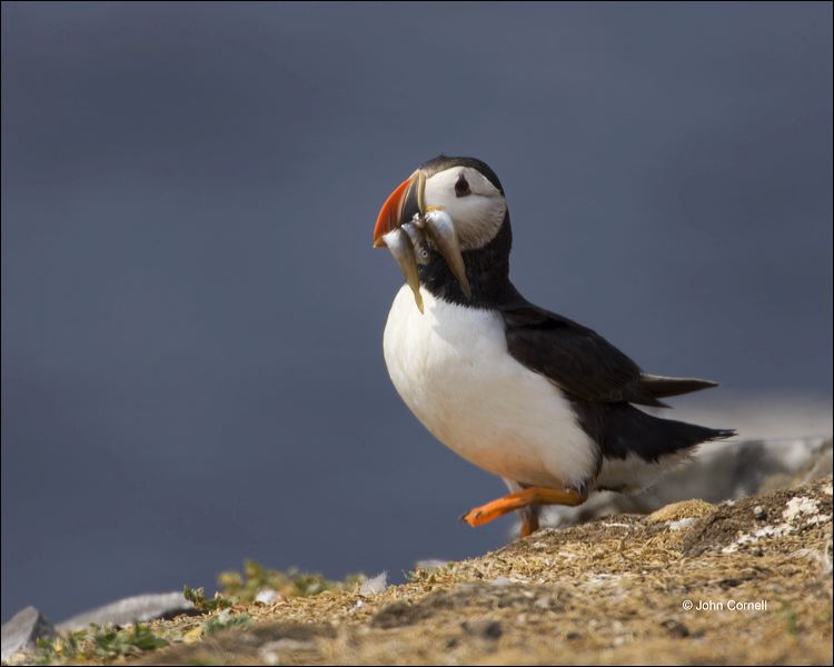 Puffin;Atlantic Puffin;Prey;Fratercula arctica;one animal;close-up;color image;nobody;photography;day;outdoors. Wildlife;birds;animals in the wild