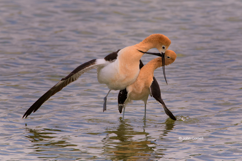 American Avocet;Avocet;Breeding Behavior;Breeding Plumage;Post Coital Dance;Recurvirostra americana