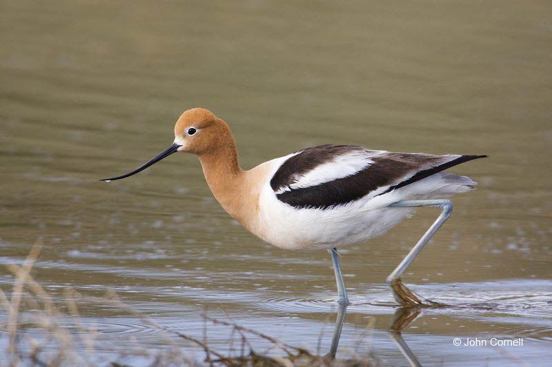 American Avocet;Avocet;Recurvirostra americana;Shorebird;Foraging;Water;one;one animal;avifauna;bird;birds;feather;feathered;outdoors;outside;untamed;wild;color;color photograph;daytime;One;close up;color image;photography;animals in the wild;feathers;wilderness;perch;perching;watching;watchful;shorebirds;closeup;day;wildlife;mud flat;beach;water;foraging;feeding;Close up;Mud Flat;Breeding Plumage