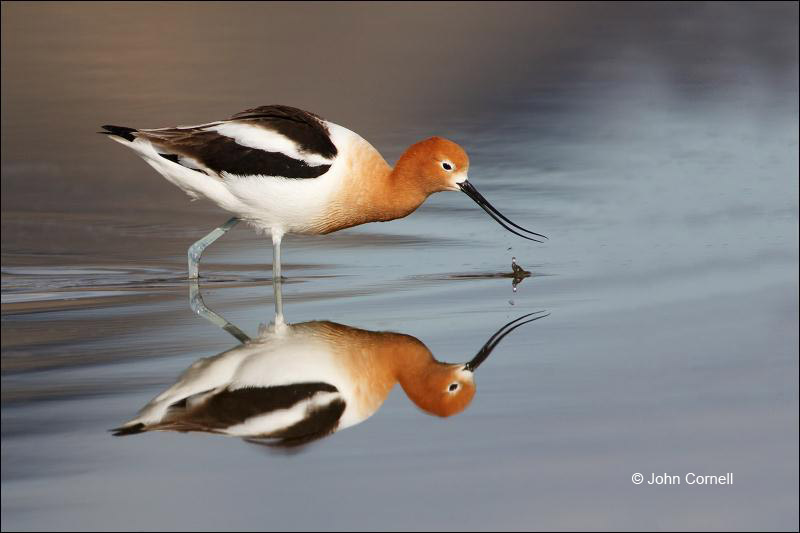 American Avocet;Avocet;Recurvirostra americana;Shorebird;shorebirds;waders;closeup;close up;color image;photography;day;outdoors;wildlife;bird;birds;animals in the wild;mud flat;beach;water;foraging;feeding;shallows;color photograph;Reflection