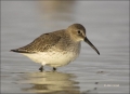 Florida;Dunlin;Southeast-USA;Calidris-alpina;shorebirds;one-animal;close-up;colo