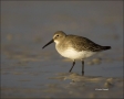 Dunlin;Calidris-alpina;shorebirds;one-animal;close-up;color-image;nobody;photogr