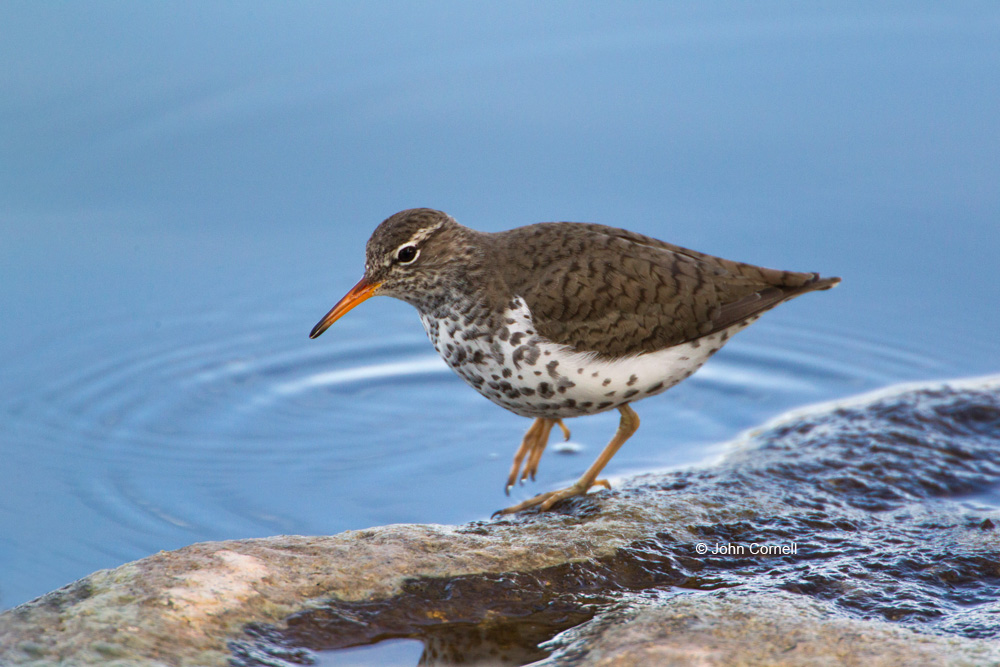 Actitis macularia;Sandpiper;Spotted Sandpiper