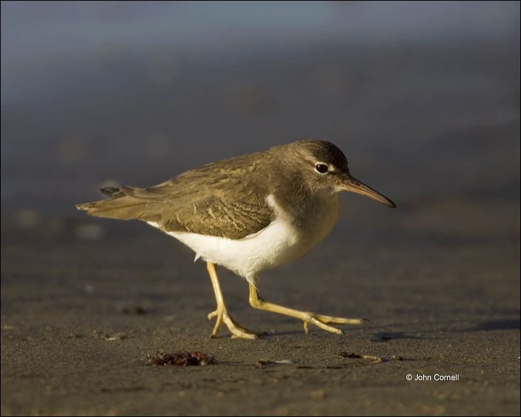 Spotted Sandpiper;Sandpiper;California;Southwest USA;Actitis macularia;one animal;close-up;color image;nobody;photography;day;birds;animals in the wild;shorebirds;beach;mud flat;foraging;water;outdoors;Wildlife;Mud Flat