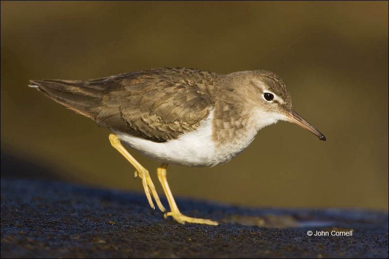 California;Southwest USA;Spotted Sandpiper;Sandpiper;Actitis macularia;shorebirds;one animal;close-up;color image;nobody;photography;day;birds;animals in the wild;beach;mud flat;foraging;water;Shorebird;outdoors;Wildlife;Mud Flat