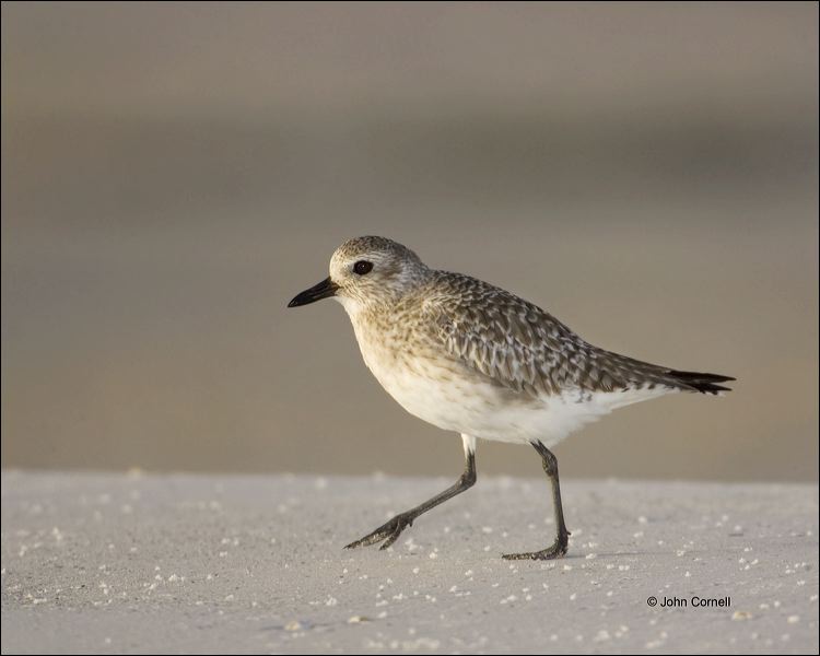 Black-bellied Plover;Plover;Pluvaialis squatarola;shorebirds;one animal;close-up;color image;nobody;photography;day;birds;animals in the wild;beach;mud flat;foraging;water;Black bellied Plover;Pluvialis squatarola;Shorebird;outdoors;Wildlife;Mud Flat;waders;closeup;close up;wildlife;bird;feeding;shallows;color photograph;Sand