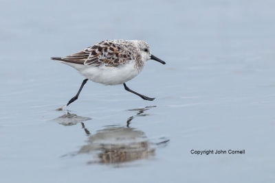 Calidris-alba;One;Reflection;Sand;Sanderling;avifauna;beach;bird;birds;color-ima