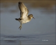 Least-Sandpiper;Sandpiper;Flight;Florida;Shorebird;Calidris-minutilla;shorebirds
