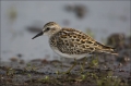 Least-Sandpiper;Sandpiper;Shorebird;Calidris-minutilla;shorebirds;Newfoundland;o