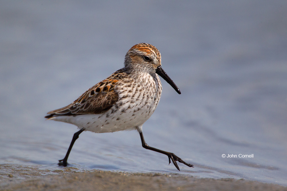 Calidris mauri;One;Sandpiper;Shorebird;Shoreline;Western Sandpiper;avifauna;beach;bird;birds;color image;color photograph;feather;feathered;feathers;feeding;foraging;natural;nature;outdoor;outdoors;water;wild;wilderness;wildlife