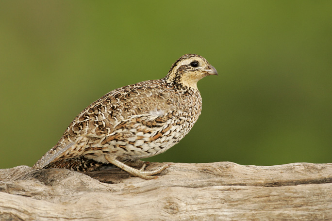 Quail;Female;Southwest USA;Texas;Northern Bobwhite;Colinus virginianus;one animal;close-up;color image;photography;day;outdoors. Wildlife;birds;animals in the wild;avifauna;feathered;feathers;wilderness;perch;perching;watch;portrait;eye;nature;wild;looking;perched;watchful