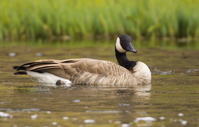 Canada Goose;Goose;Branta canadensis;one animal;close-up;color image;photography;day;outdoors. Wildlife;birds;animals in the wild;avifauna;feathered;feathers;wilderness;perch;perching;watch;Waterfowl;Swimming;Floating;portrait;eye;nature;wild;looking;perched;watchful
