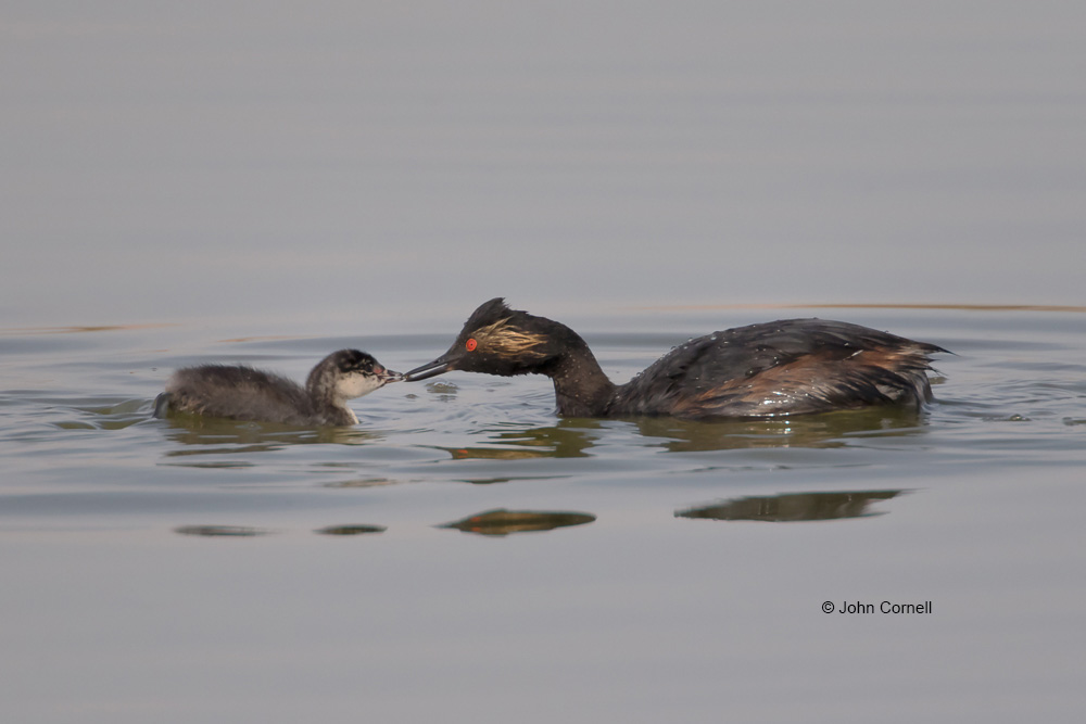 Eared Grebe;Feeding Behavior;Podiceps nigricollis;Reflection;chick;chicks;feeding;parent;parenting;water