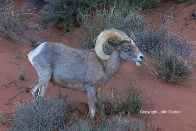 Bighorn-Sheep;Ewe;Nevada;Ovis-canadensis;Ram;Sheep;Valley-of-Fire-State-Park;juv