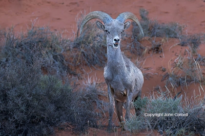 Bighorn-Sheep;Ewe;Nevada;Ovis-canadensis;Ram;Sheep;Valley-of-Fire-State-Park;juv